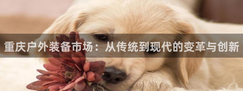 新宝gg介绍