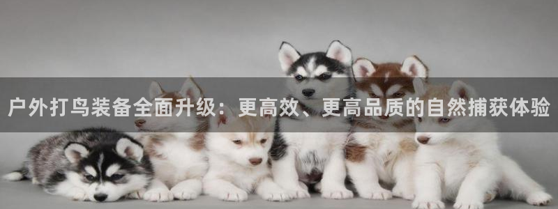 新宝gg